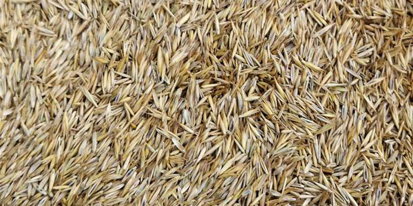 Grass Seed